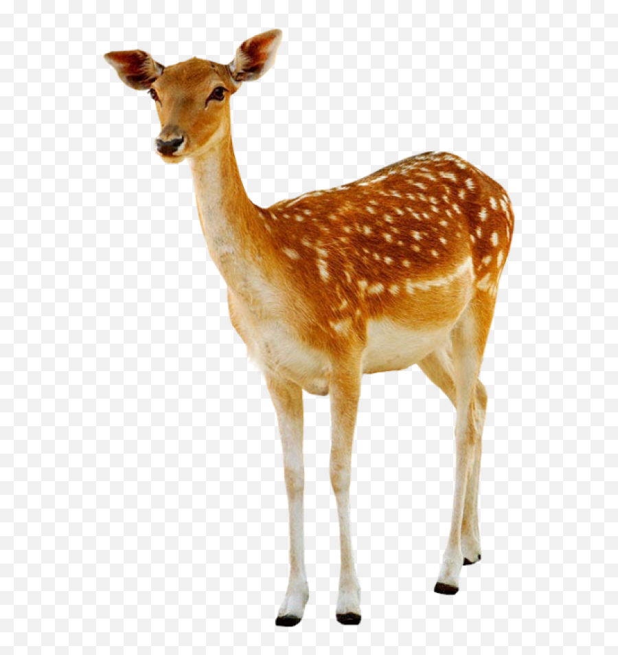 Deer Png - Deer Png,Deer Png
