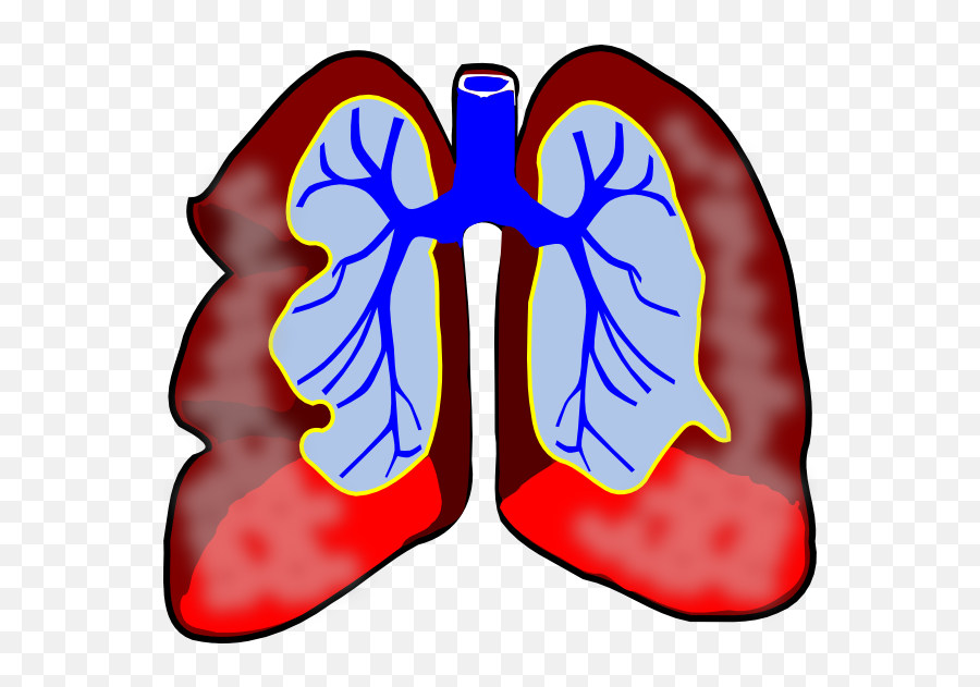 Lung Cancer Alliance National Framework - Lungs Clip Art Png,Lungs Png