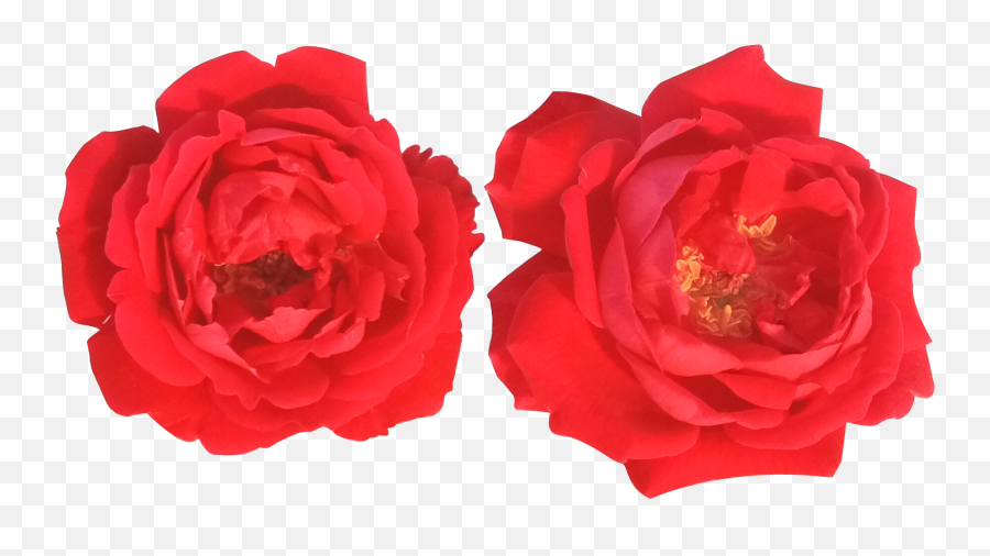Free Download - Floribunda Png,Red Flower Png