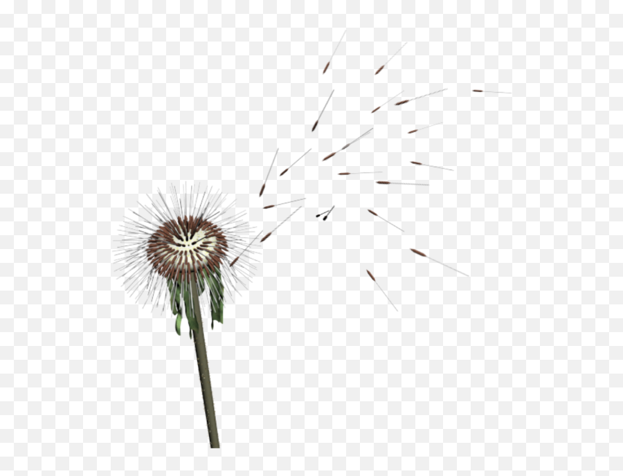 Download Dandelion Png Image With No Background - Pngkeycom Dandelion,Dandelion Png