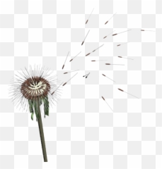 Download Dandelion Png Image With No Background - PNGkeycom