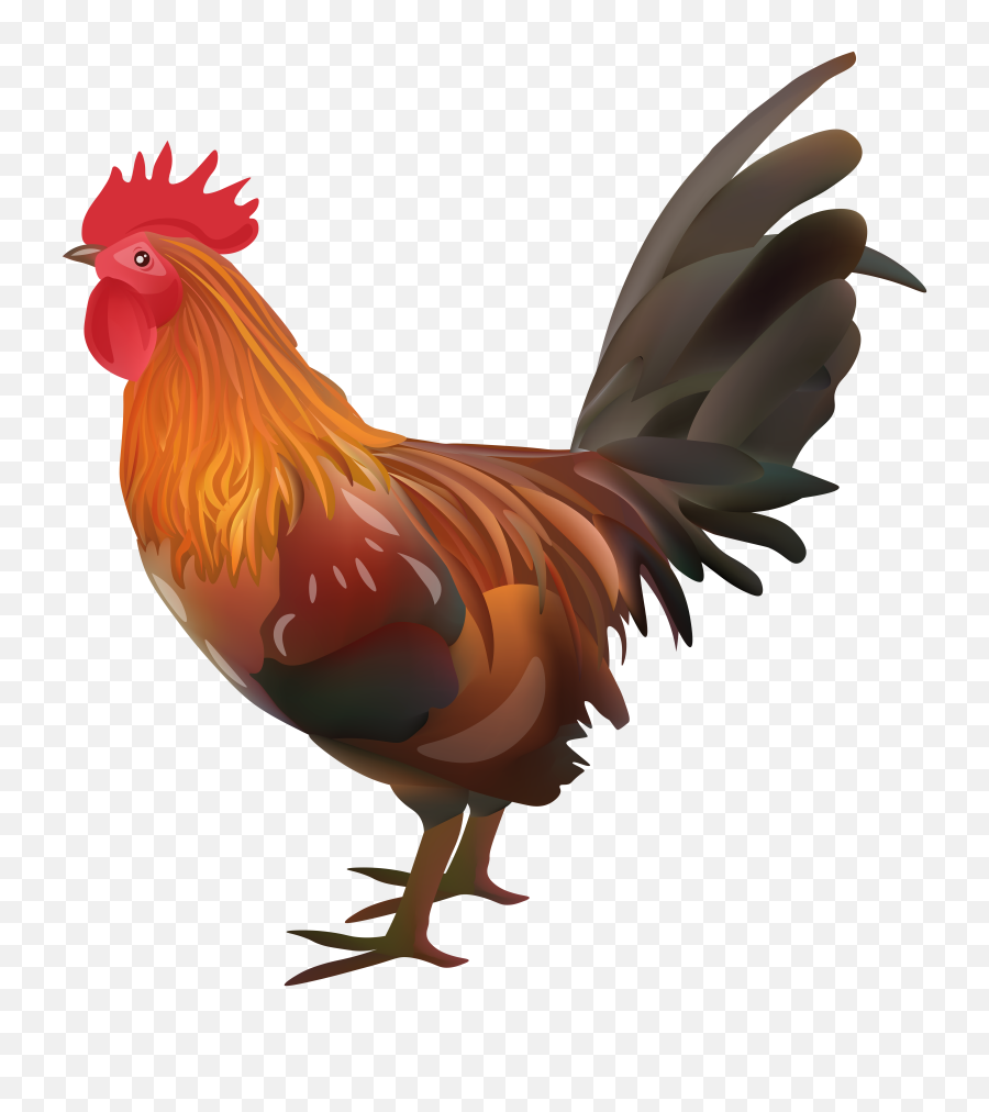Chicken Png Pictures Spawning - Transparent Background Rooster Clipart,Chicken Clipart Transparent Background