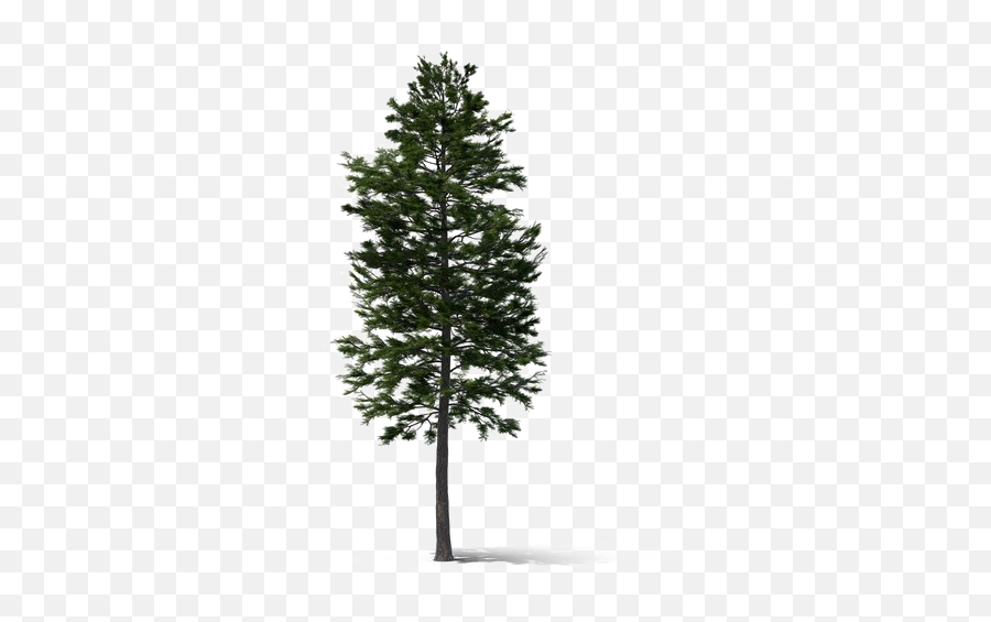Fir - Tall Pine Tree Png,Cypress Tree Png