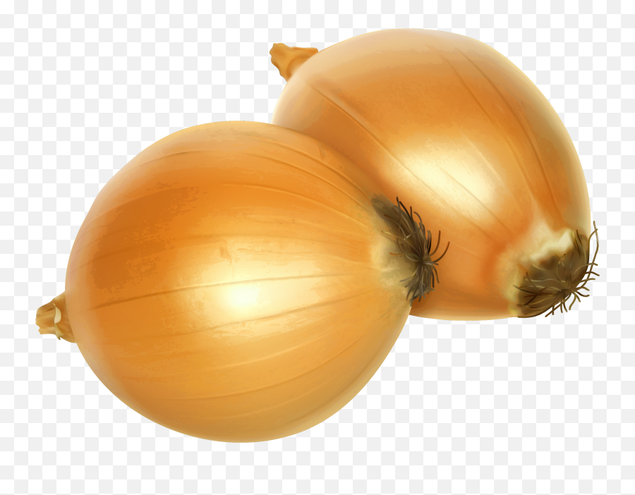 Transparent Png Clipart Free Download - Transparent Background Onion Clipart,Onion Transparent Transparent Png Clipart Free Download - Transparent Background Onion Clipart,Onion Transparent