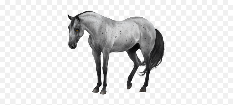 Download Comissions Two Horses - Blue Roan Frame Horse Png Quarter Horse Coat Colors,Horse Png