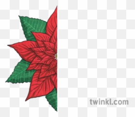 Half Poinsettia Flower Leaves Plant Christmas Xmas Festive - Illustration png