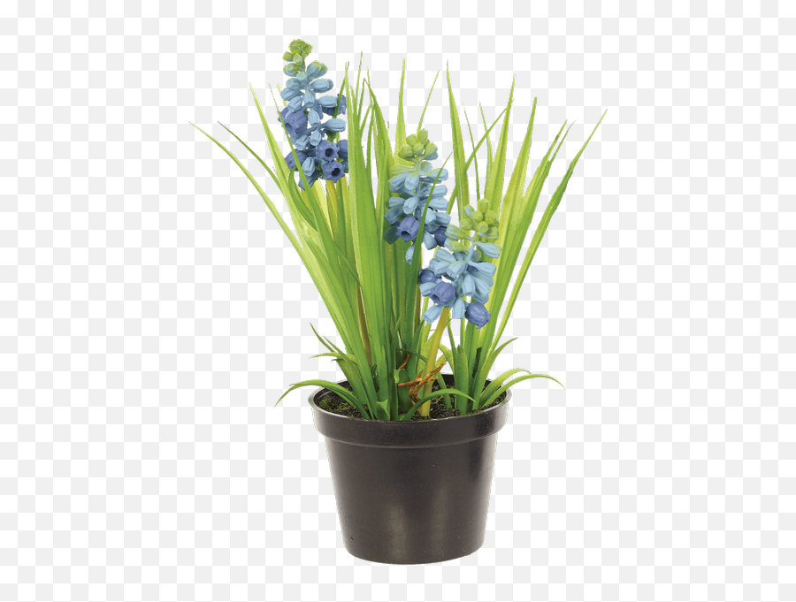 Silk Hyacinth Bush In Planter Blue Connells Maple Lee - Grape Hyacinth Png,Flower Bush Png