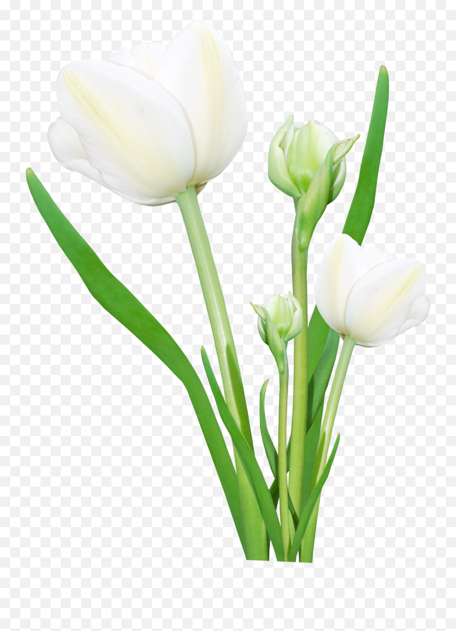 Bouquet Flowers Png Clipart - Real Flowers Png Transparent,Spring Flowers Png