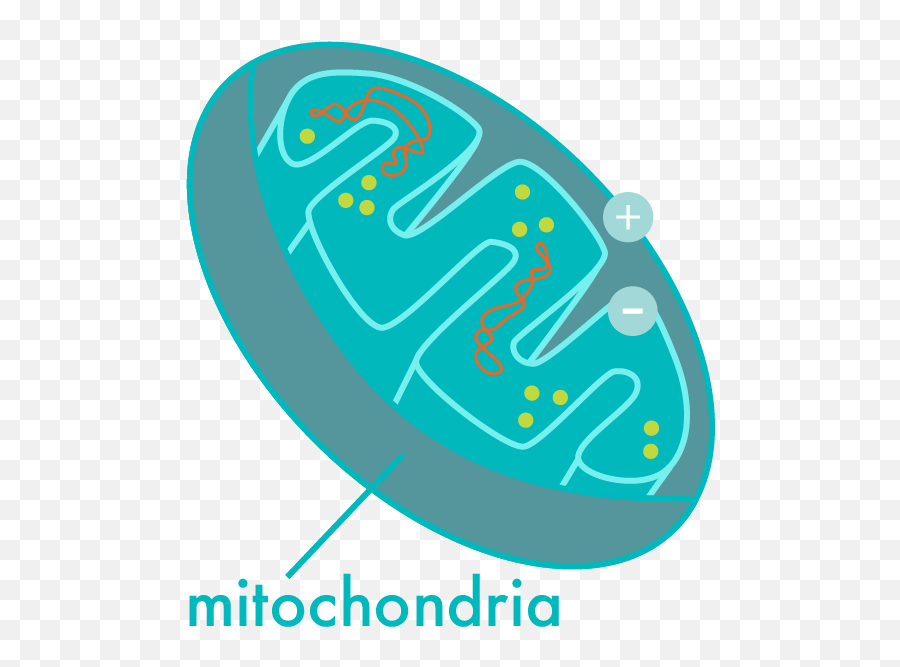 Holi Pichkari Clipart Png - Graphic Design,Mitochondria Png
