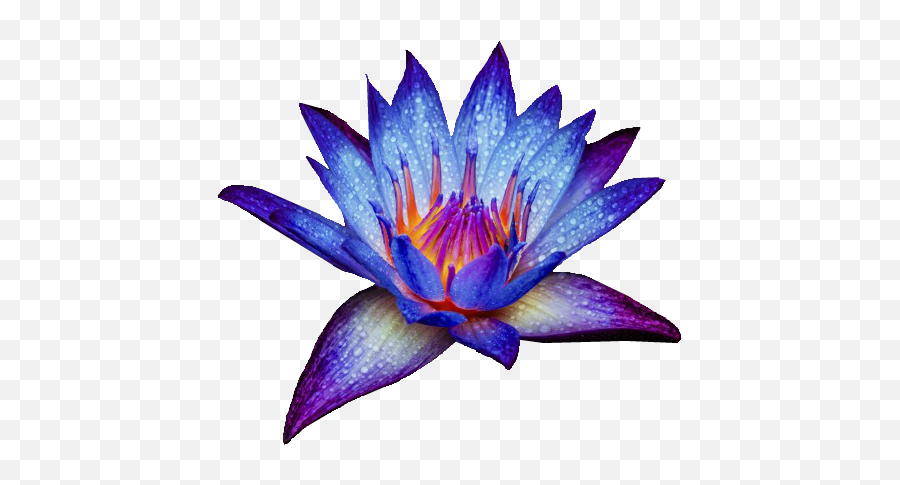 Tumblr Static Png Water Lily