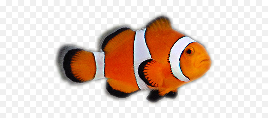 Saltwater U2013 Aquatic Pets And Reptiles - Saltwater Fish Transparent Png,Clownfish Png