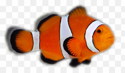Saltwater U2013 Aquatic Pets And Reptiles - Saltwater Fish Transparent Png,Clownfish Png