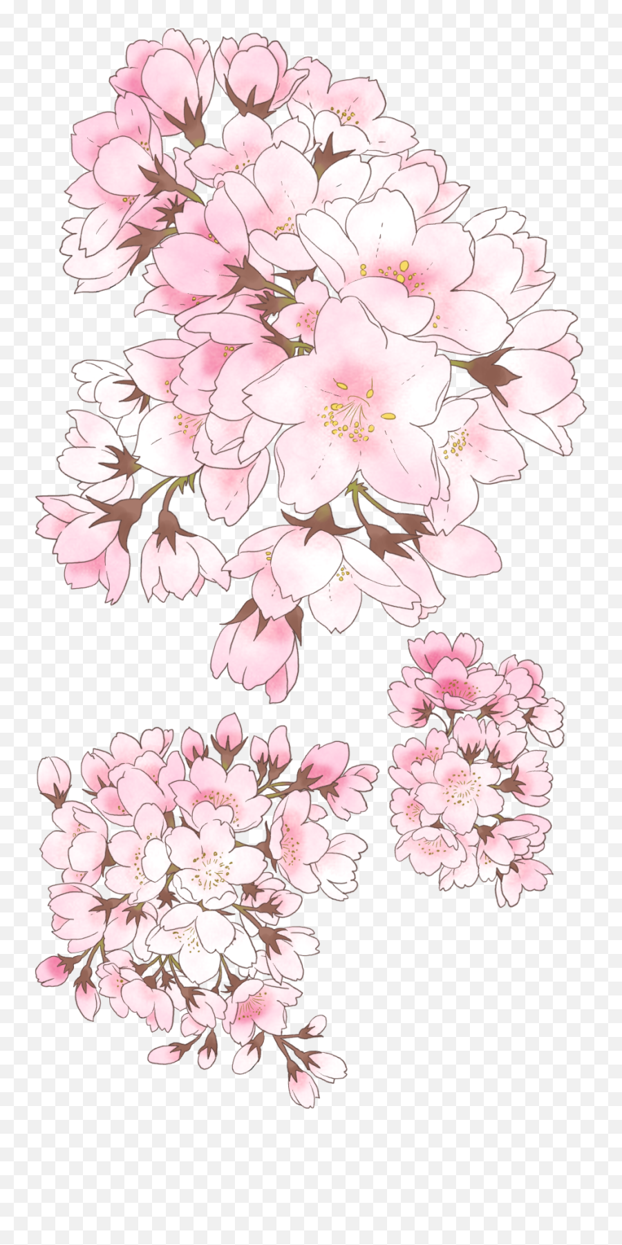 Yvonne De Salle - Anime Cherry Blossom Drawing Png,Japanese Flower Png