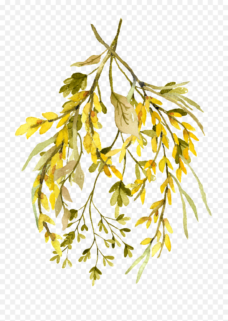 Download Hd Watercolor Leaf Png - Rustikaler Transparent Watercolor Leaves Png,Watercolor Leaf Png
