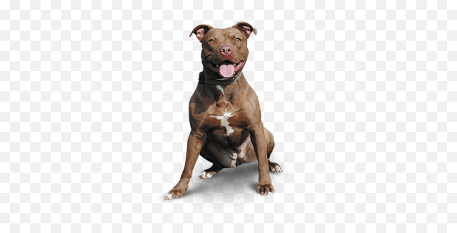 Pitbull Happy Transparent Png Pit Bull