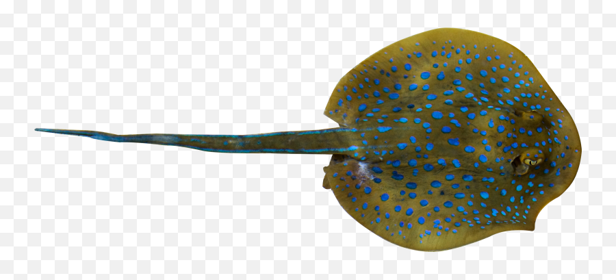Download Fish Whiptail Stingray Deep Png