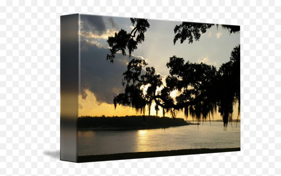 Spanish Moss - Natural Landscape Png,Spanish Moss Png