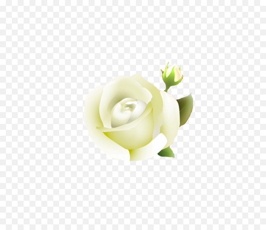 Clipcookdiarynet - Yellow Flower Clipart Transparent Hybrid Tea Rose Png,Yellow Flower Transparent Background