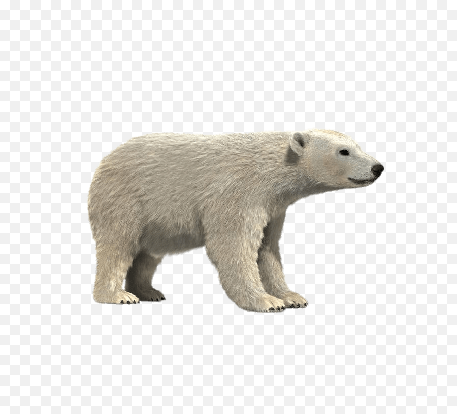 Polar Bear Sitting Transparent Png - Stickpng Realistic Cartoon Polar Bear,Polar Bear Png
