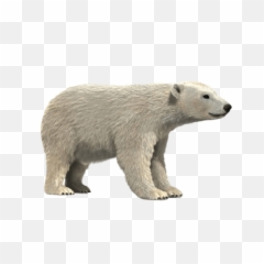 Polar Bear Sitting Transparent Png - Stickpng Realistic Cartoon Polar Bear,Polar Bear Png