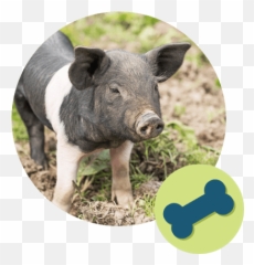 Pet Boarding Parkersburg Wv Winding Road Kennel - Domestic Pig png