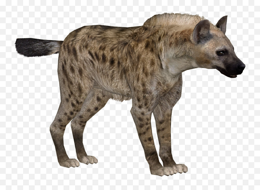 Free Png Hyena Images Download - Zoo Tycoon 2 Spotted Hyena,Hyena Png
