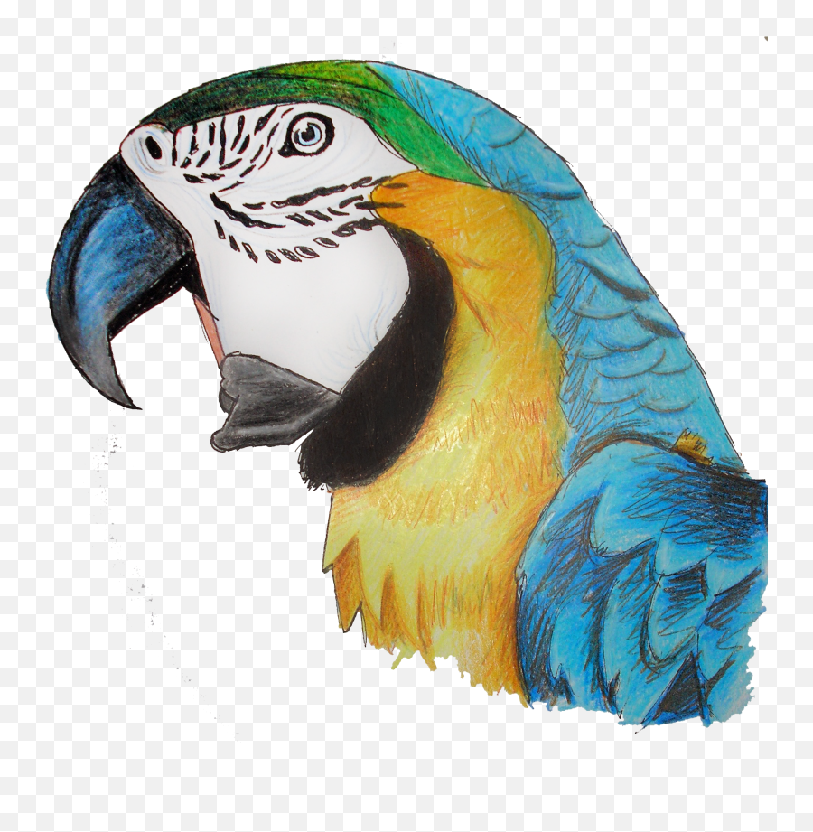 Download Hd Parrot Png Transparent - Pencil Crayon Parrot,Parrot Png