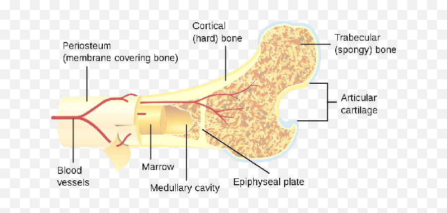 Cross - Section Of A Large Bone Download Scientific Diagram Trabecular And Cortical Bone Png,Bone Png