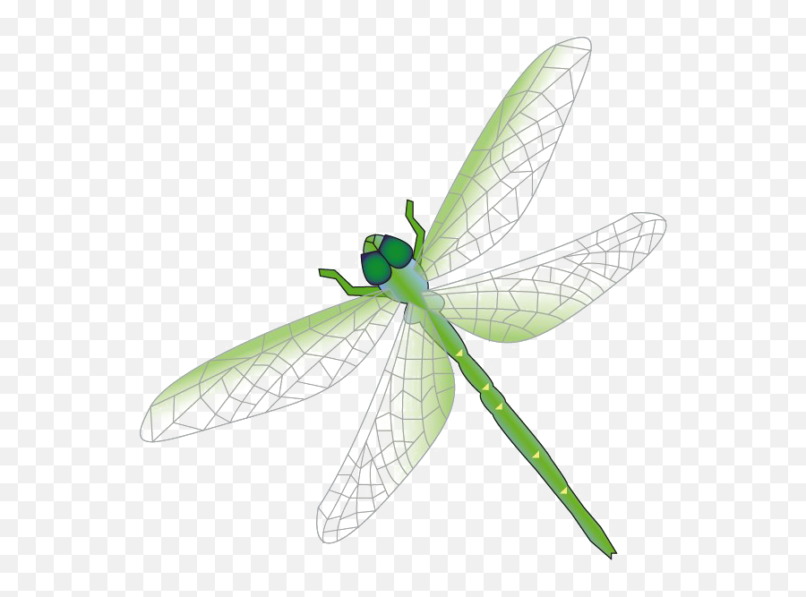 Dragonfly Png Free Download Dragon Fly Clipart Png Free Transparent Png Images Pngaaa Com