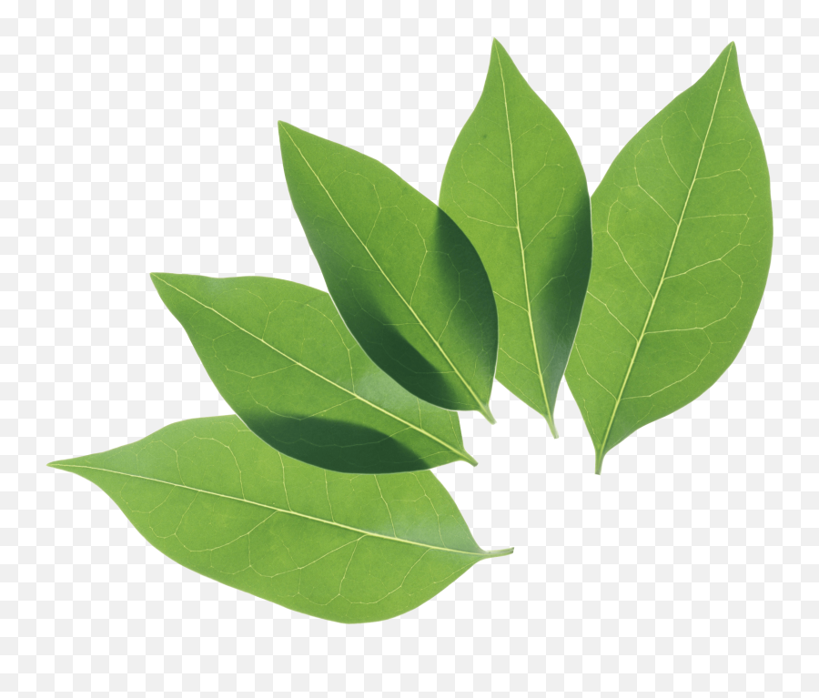 Leaves Clipart Coca Plant Transparent - Leaf Pngs,Cocaine Png