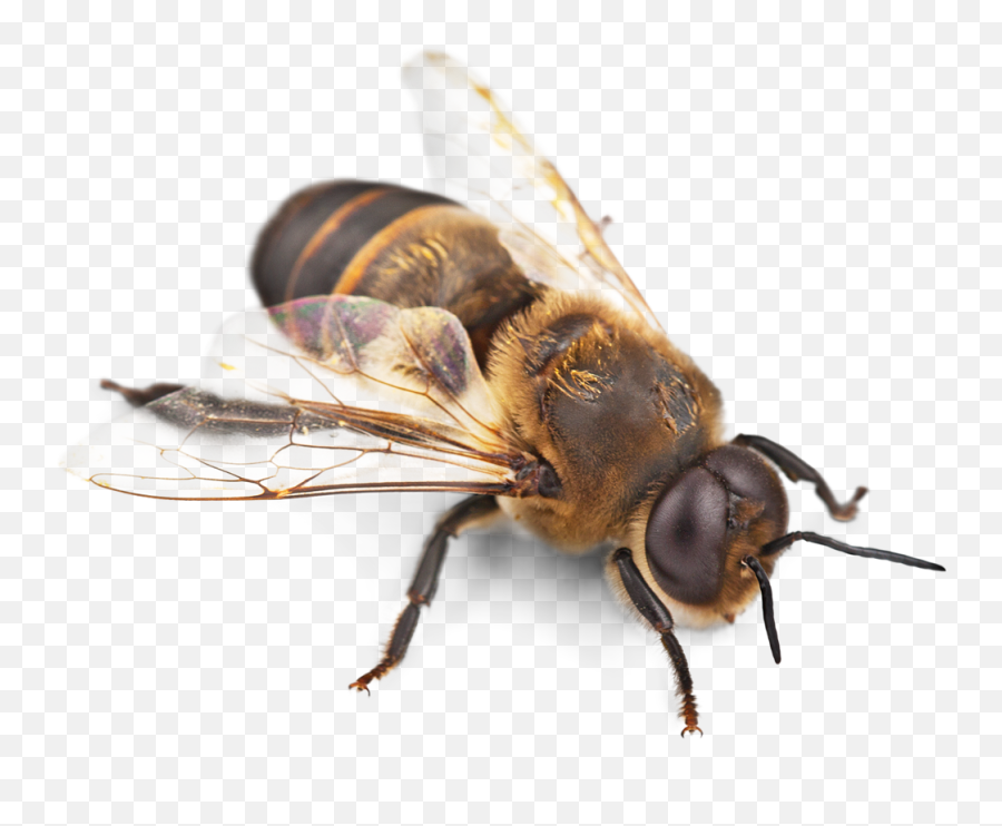 Bee Picture Png Images Download Honey - Bullet Ant Amazon Rainforest,Bee Transparent Background