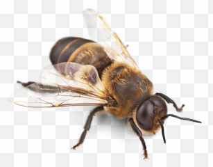 Bee Picture Png Images Download Honey - Bullet Ant Amazon Rainforest,Bee Transparent Background