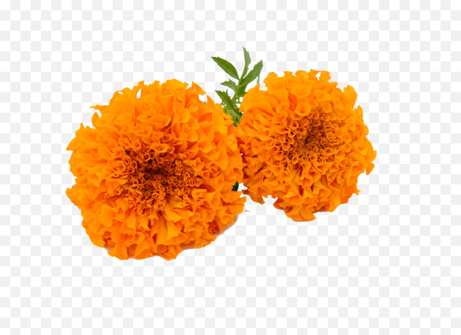Download Hd Marigold Garland Png - Marigold Flower Clipart Transparent Marigold Flower Png,Garland Png