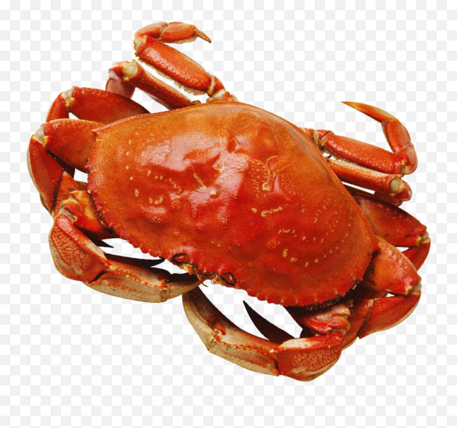 Png - Crab Png,Crab Transparent Background