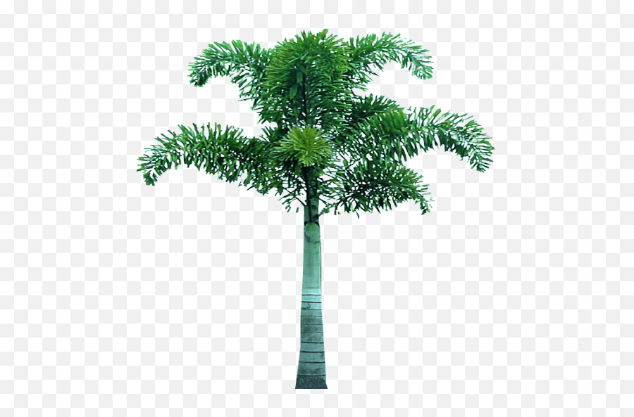 Download Free Png Palm Tree - Dlpngcom Transparent Foxtail Palm Tree Png,Palm Frond Png