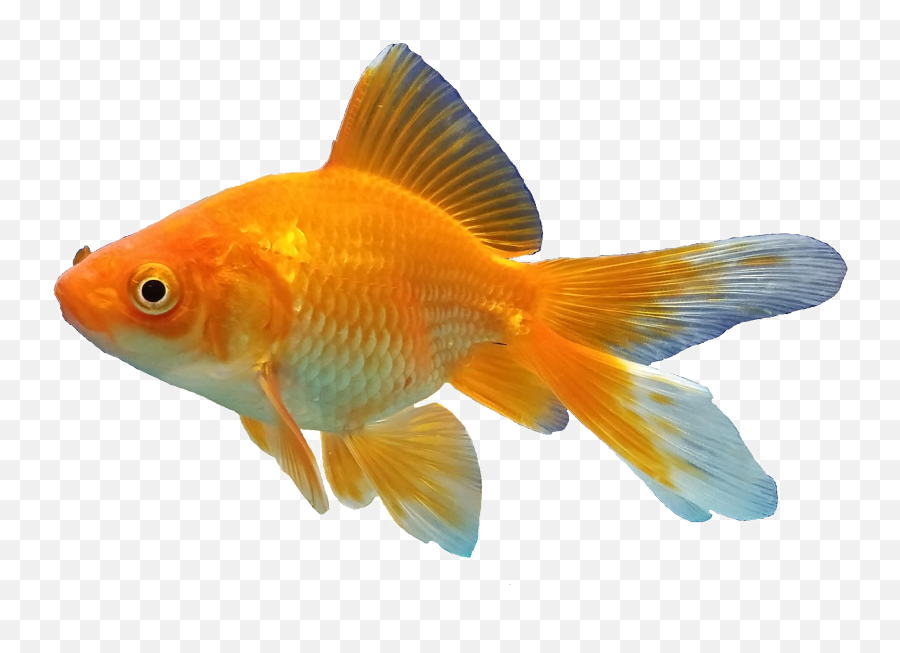 Goldfish Background Png - Transparent Background Goldfish Png,Fish Png Transparent