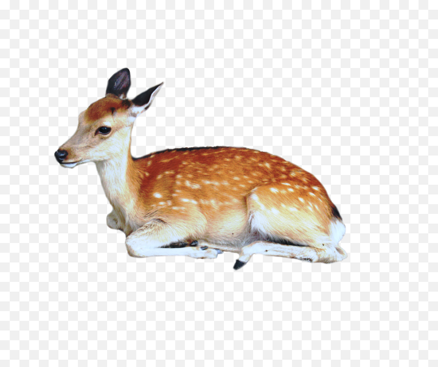 Deer - Sitting Deer Png,Deer Png