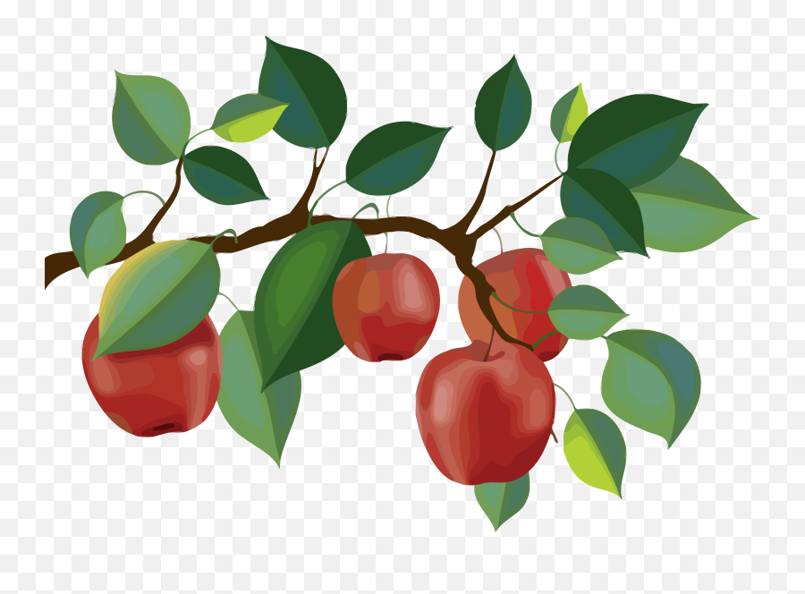 Red Apple Branch Clipart Png - Apple Tree Branch Clipart,Fruit Tree Png
