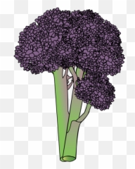Broccoli Lifespace Gardens - Bouquet Png,Brocolli Png