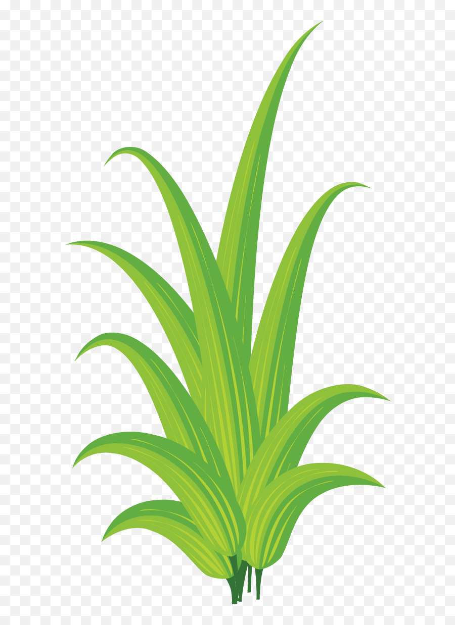 Free Png Plant - Clip Art,Yucca Png