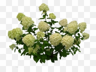 Hydrangea Paniculata Limelight Png - Transparent Hydrangea Bush Png,Hydrangea Png