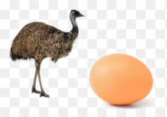 Ostrich Png Photo - Emu Png Transparent,Ostrich Png