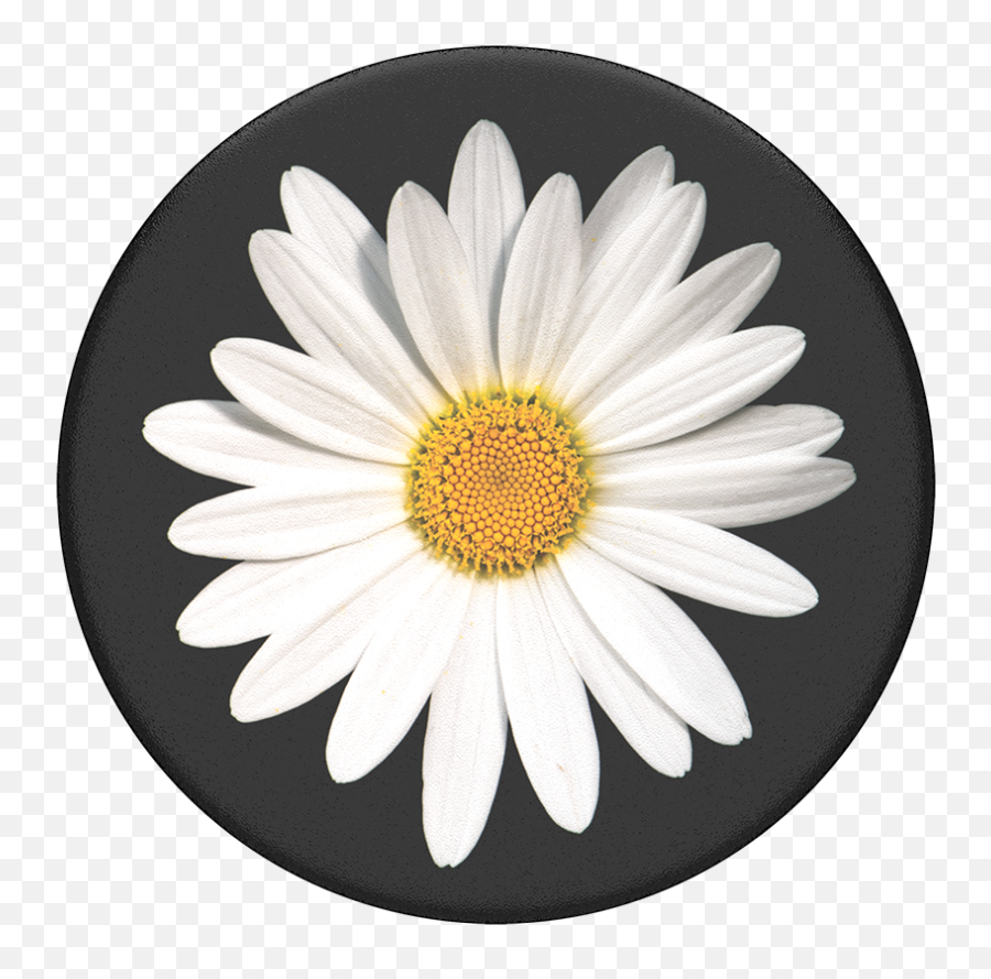 White Daisy - White Daisy Png,White Daisy Png