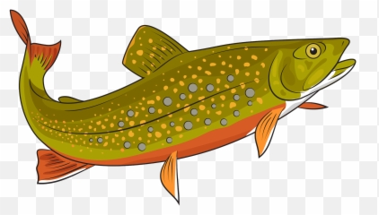 Brook Trout Clipart Free Download Transparent Png Creazilla - Trout Clipart,Trout Png