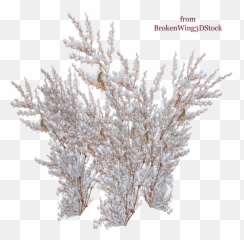 Download The Snow - Winter Bush Png