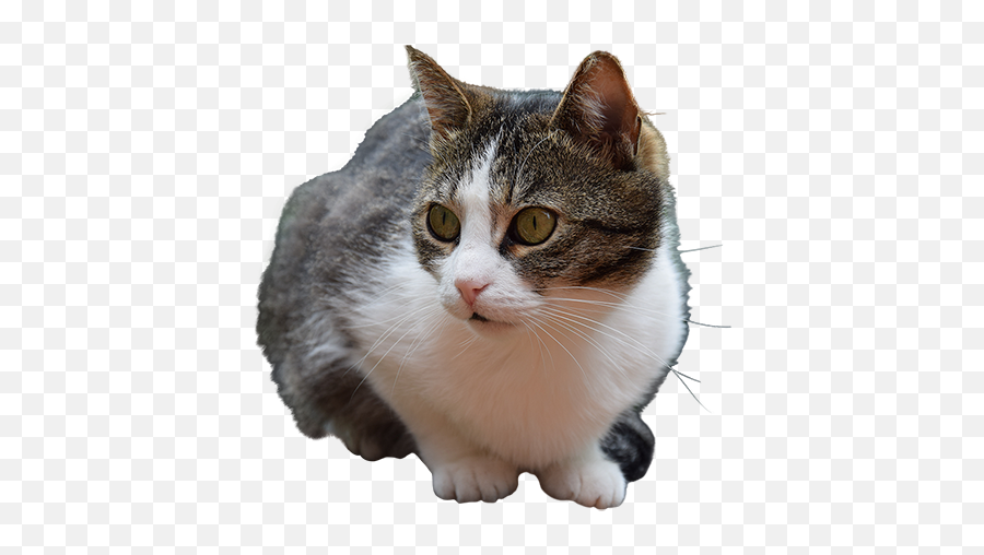 Download A Cutout Photo Of Gray And White Cat Ready To - Grey And White Cat Png,White Cat Png