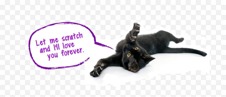 More Feliscratch By Feliway - Black Cat Png,Scratch Cat Png