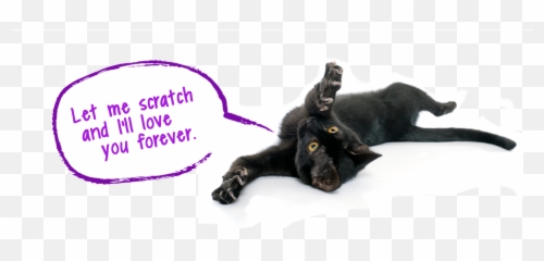 More Feliscratch By Feliway - Black Cat Png,Scratch Cat Png