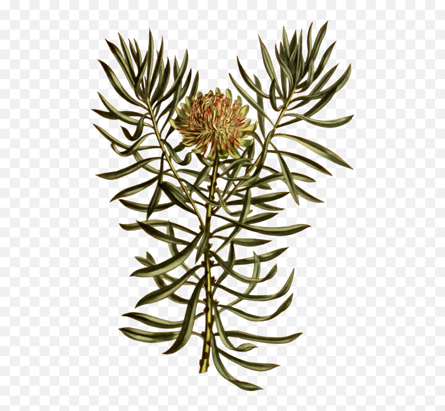 Plantfloratree Png Clipart - Royalty Free Svg Png Clipart Transparent King Protea Png,Small Tree Png