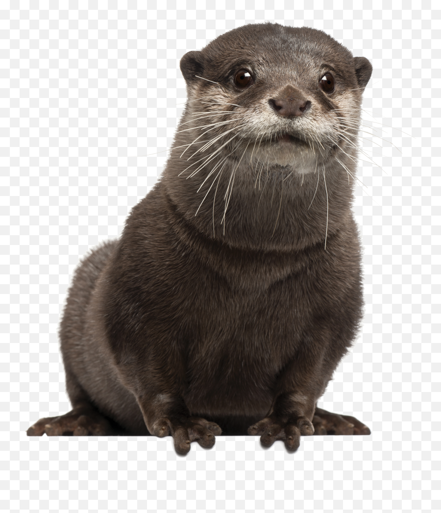 Download Hd Png Otter Transparent